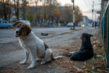 Two stray dogs sitting on road, one looking into camera