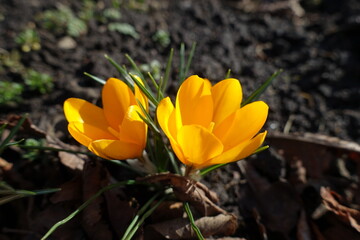 Close shot of amber yellow flowers of Crocus chrysanthus in February