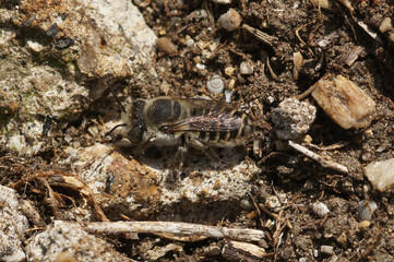 Closeup on a well camouflaged female leacutter bee, Megachile pilidens, sitting on the ground