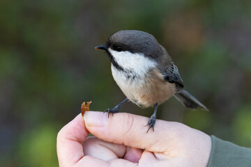 A small Siberian tit standing on a hand and eating a raisin. Shot in Urho Kekkonen National Park, Northern Finland. 