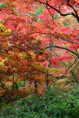 紅葉狩り　11月の弥彦公園