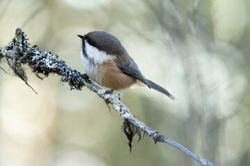 A small and curious passerine Siberian tit perched on a small twig in an old Pine forest in Urho Kekkonen National Park, Northern Finland
