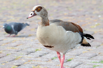 Egyptian Goose And Pigeons At Amsterdam The Netherlands 2019