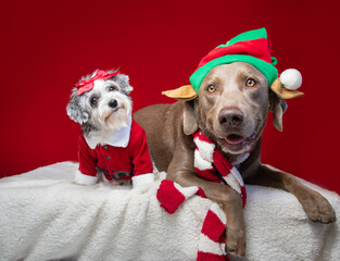Silver labrador retriever and havapoo dressed as a Christmas elf and santa claus