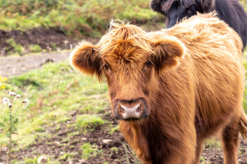 highland cattle ( Kyloe)  in the highlands of Scotland