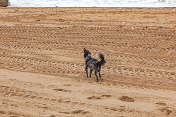 dog on the beach