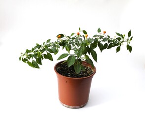 High quality photo Indoor hot pepper on the windowsill indoor plant in the spring at home.