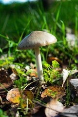Wild Mushrooms photographed in the middle of nature on a sunny day in the middle of autumn, in the fields of Alentejo, Portugal