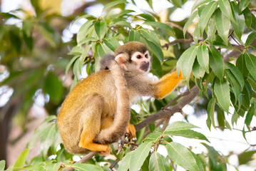 Obraz premium Squirrel monkey on the tree.
