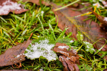 green bright leaf and brownish-red leaves covered with snow and hoarfrost with a texture that has fallen into green lush grass, taken from ground level at close range with bokeh in the background