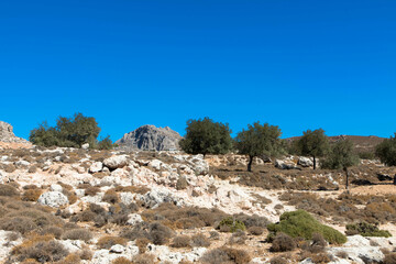 Fototapeta na wymiar Panoramic view of typical greek mediterranean landscape with hill, olive trees and bushes. Tourism and vacations concept. Rhodos Island, Greece.