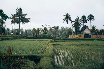 Fototapeta na wymiar Bali landscape nature culture