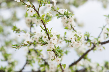 Cherry blossoms, beautiful white flowers in spring sunny day for background or copy space for text