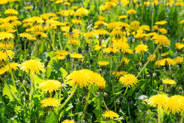 dandelions on a green meadow. Bee collects pollen and honey	