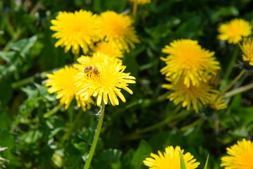 dandelions on a green meadow. Bee collects pollen and honey	