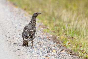 An alert female Western capercaillie standing on a gravel road on an autumn day near Kuusamo, Northern Finland