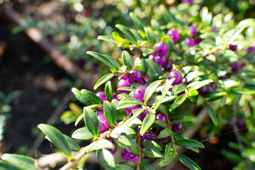 Obraz na płótnie Canvas Evergreen Lonicera Pileata, Box Leaved Honeysuckle or Privet Honeysuckle Purple Berries