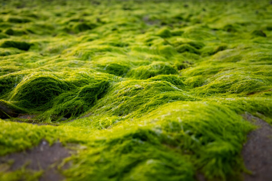 Zostera is a small genus of widely distributed seagrasses or marine eelgrass). Wet bright green plants on the beach of Sylt island at low tide in world heritage National Park “Wattenmeer“ Germany