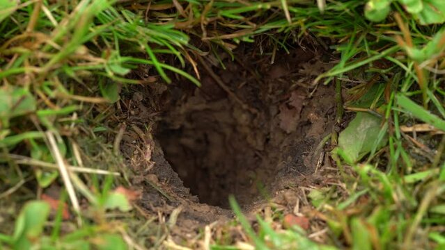 Wasp Remove Mudd From Underground Nest