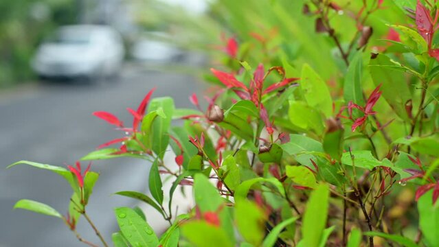 Syzygium paniculatum houseplant or PUCUK MERAH in Indonesia language. Its common decorative plant for outdoors garden
