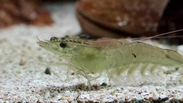 Vannamei shrimp, whiteleg shrimp, Pacific white shrimp or king prawn swimming in the aquarium tank
