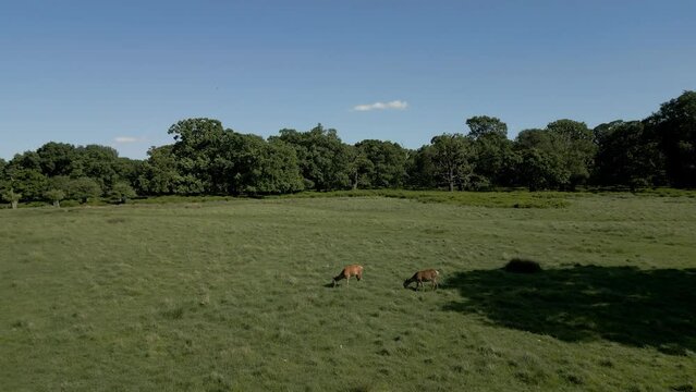 Deers grazing in Park - Drone Flyby
