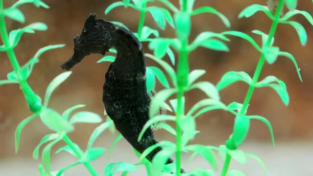Lined seahorse Hippocampus erectus