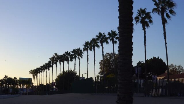 The camera tracks right revealing a row of tall and beautiful palm trees at the Los Angeles County Museum of Art (LACMA) during sunset on a sunny California day.