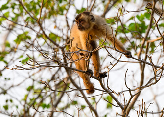 Wild black-striped capuchin monkey also known as the bearded capuchin in the trees