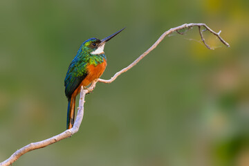 Rufous-tailed jacamar bird sitting on the branch on green background