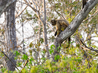 Wild black-striped capuchin monkey also known as the bearded capuchin in the trees