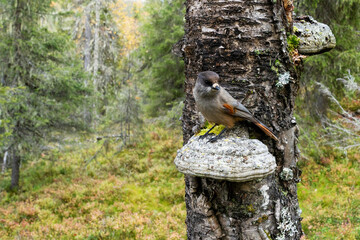 Taiga bird Siberian jay standing on a large wood fungus in an old-growth forest in Valtavaara near...