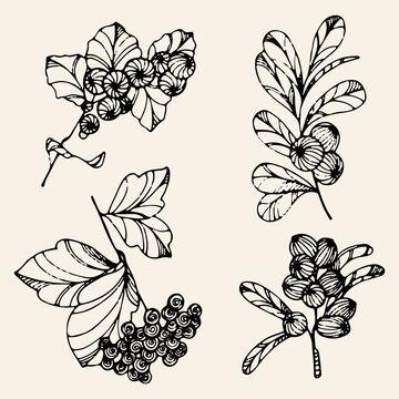 Set of four hand drawn still lifes with berries. Summer, fall harvest. Minimalistic abstract background with blueberry, currant. Organic natural illustrations. Vintage abstract poster.