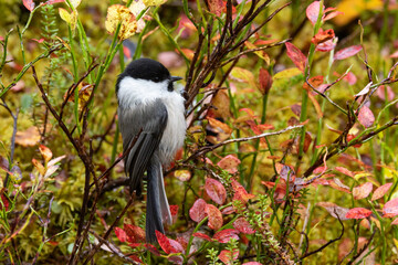 Obraz na płótnie Canvas A curious Willow tit, Poecile montanus in the middle of colorful shrubs during autumn foliage in Finnish forest near Kuusamo
