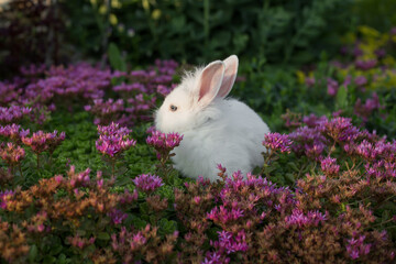White rabbit on the lawn with flowers. Color of the year Viva Magenta, raspberry red