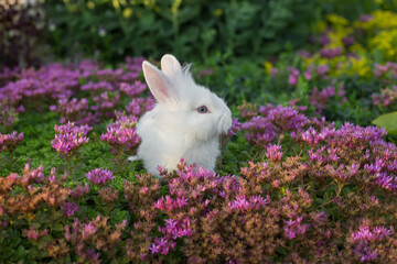White rabbit on the lawn with flowers. Color of the year Viva Magenta, raspberry red