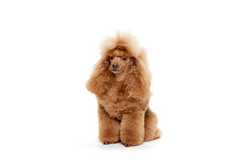 Portrait of cute furry purebred poodle posing, calmly sitting isolated over white studio background. Concept of domestic animals, care, vet