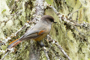 A close-up of a Siberian jay perched in a taiga forest covered with bearded lichen. Shot in Valtavaara near Kuusamo, Northern Finland. 