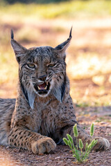 Fototapeta premium Iberian Lynx watching in Castilla La Mancha, Spain.
