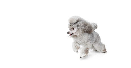 Portrait of cute purebred poodle posing, cheerfully running isolated over white studio background. Concept of domestic animals, care, vet