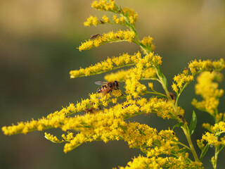 Fototapeta na wymiar Pszczoła na żółtym kwiatku nawłoci