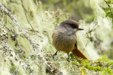 A close-up of a Siberian jay perched in a taiga forest covered with bearded lichen. Shot in...