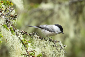 A closeup of a cute WIllow tit perched in a environment covered with bearded lichen in Valtavaara near Kuusamo, Northern Finland