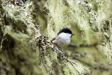A closeup of a cute WIllow tit perched in a environment covered with bearded lichen in Valtavaara near Kuusamo, Northern Finland