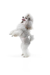 Portrait of cute purebred poodle posing, standing on hind legs isolated over white studio...