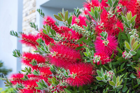 Bright crimson bottlebrush-like flower spikes of Callistemon citrinus Splendens.