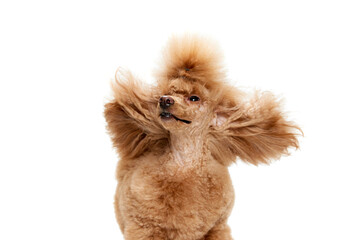 Portrait of cute purebred poodle posing, shaking head isolated over white studio background. Concept of domestic animals, care, vet