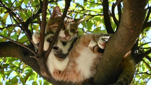 Lazy stray cat sleeping on tree branch in summer
