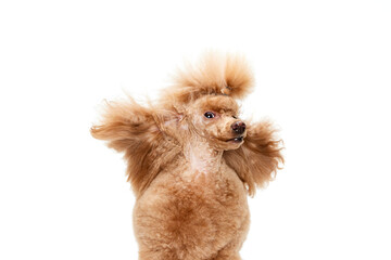 Portrait of cute purebred poodle posing isolated over white studio background. Wind blowing on...