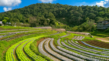 View of various organic vegetables cultivation on the hill in northern Thailand.